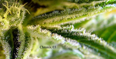 Chronix1